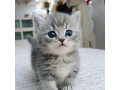 Zzz Standard Scottish Fold Munchkin Cats, Brisbane